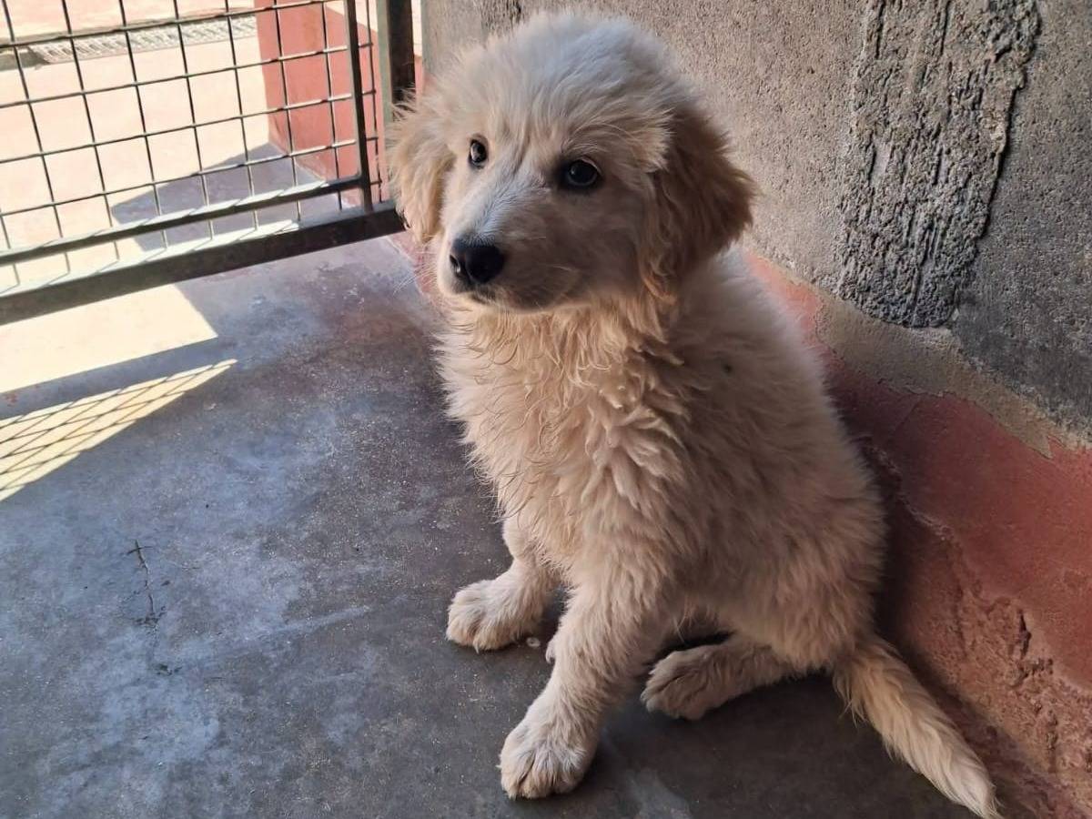 Vuoi adottare un cane a Piacenza?