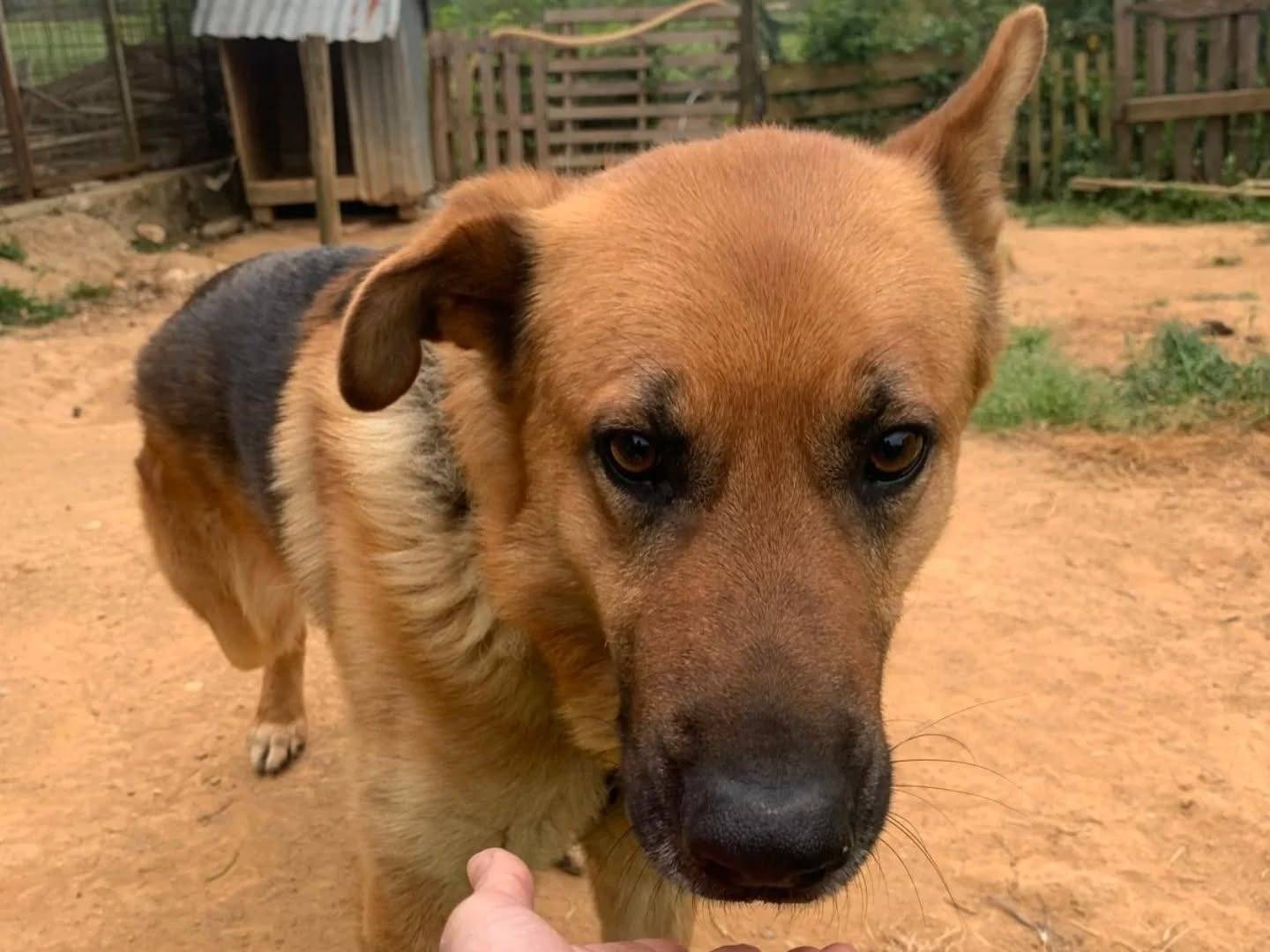 Adozione cane, maschio, Pastore tedesco Razza sconosciuta, 4 anni, taglia grande, Catanzaro