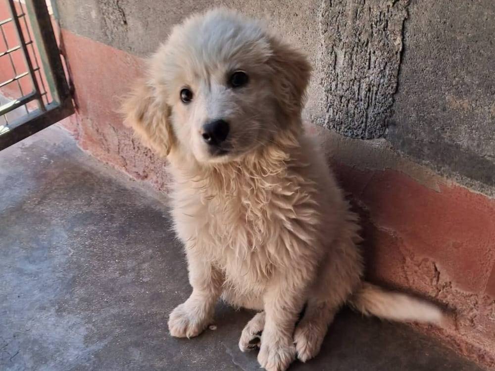 Adotta il cane Alma a Piacenza