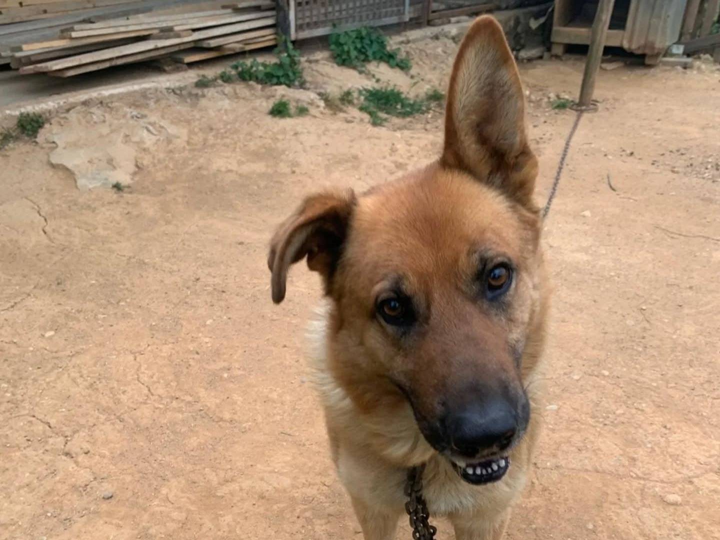 Adotta un cane, maschio, 4 anni, Catanzaro