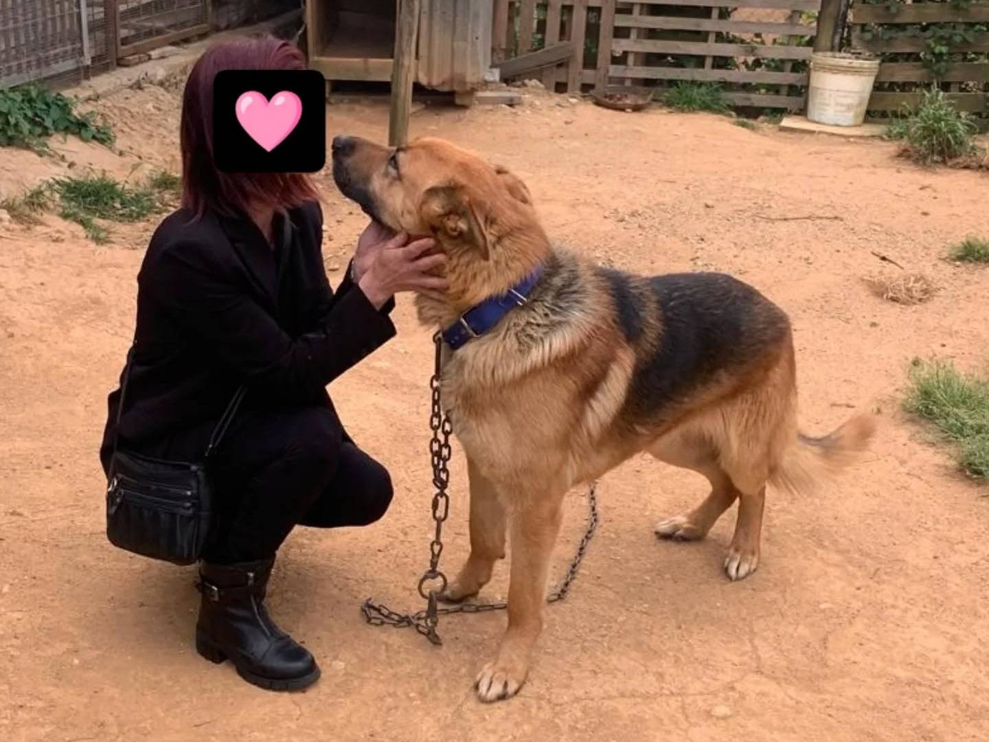 Adotta un cane, taglia grande, maschio, Catanzaro