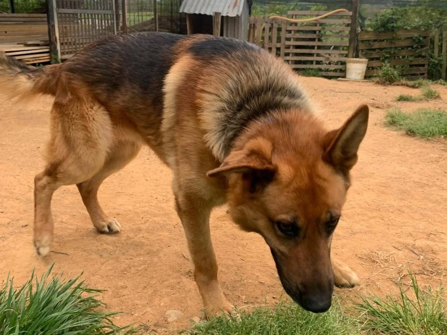 Vuoi adottare un cane a Catanzaro?