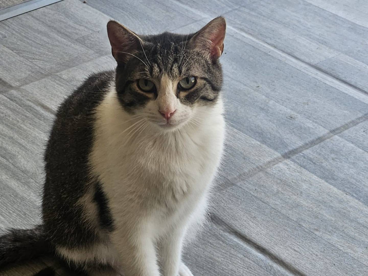 Adozione gatto, maschio, Razza sconosciuta Razza sconosciuta, 2 anni e 7 mesi, taglia non valida, Terni
