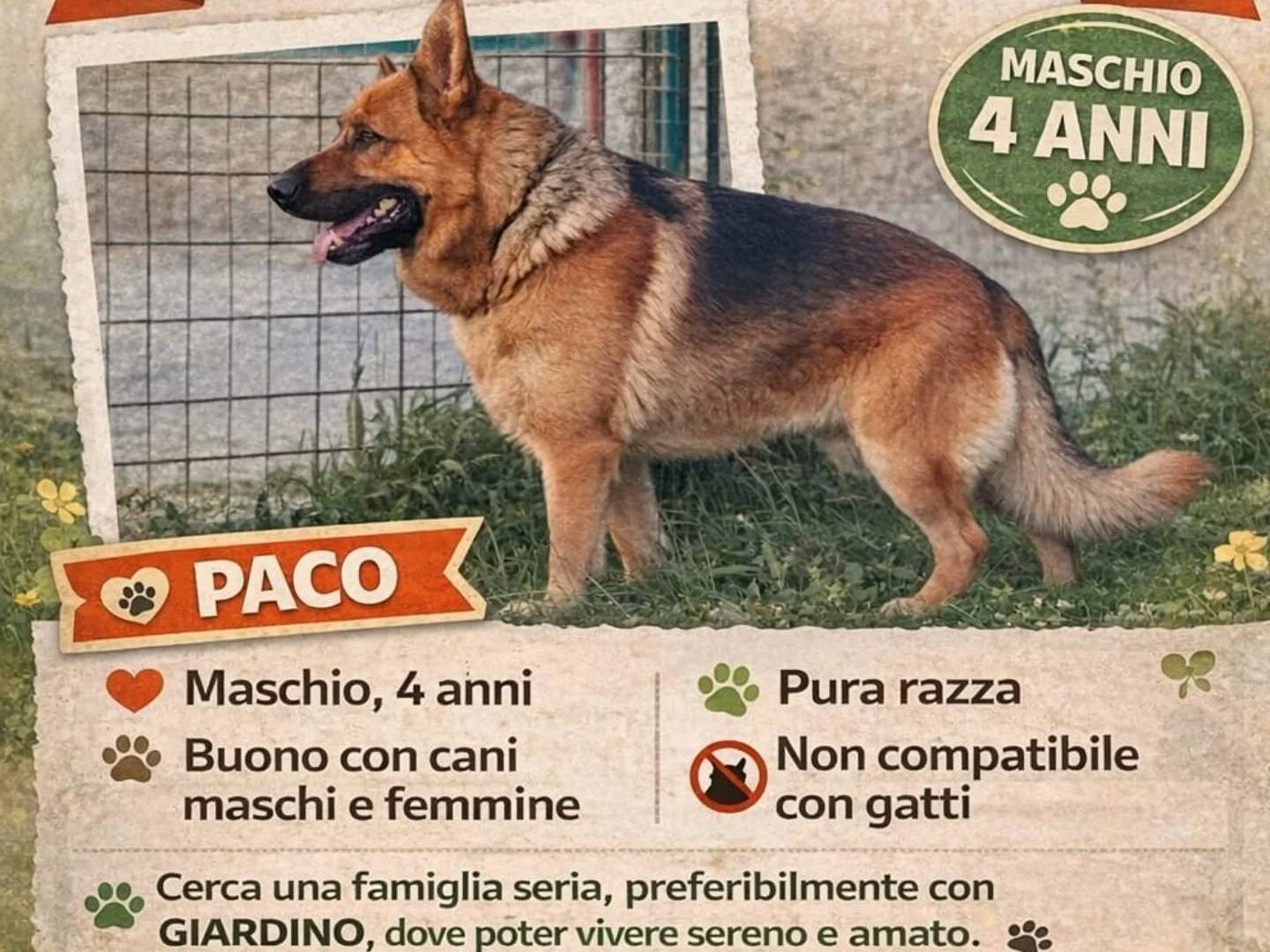 Adotta il cane PACO a Catanzaro