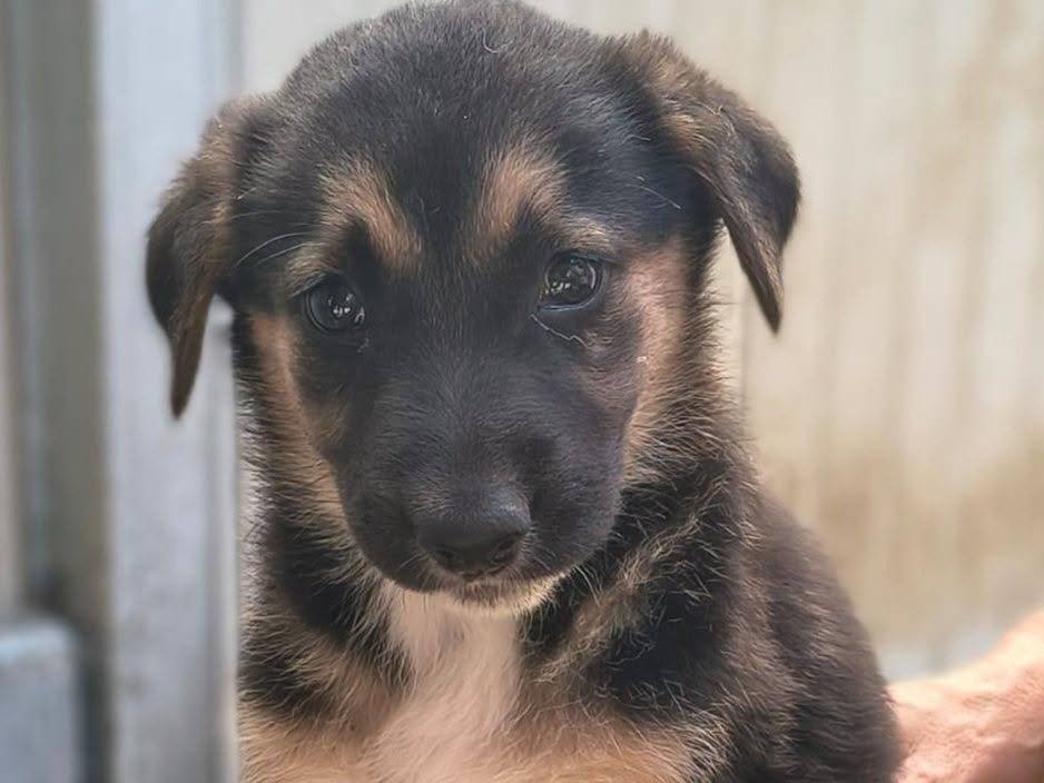 Adozione cane, femmina, Pastore tedesco Razza sconosciuta, 2 mesi, taglia media, Crotone