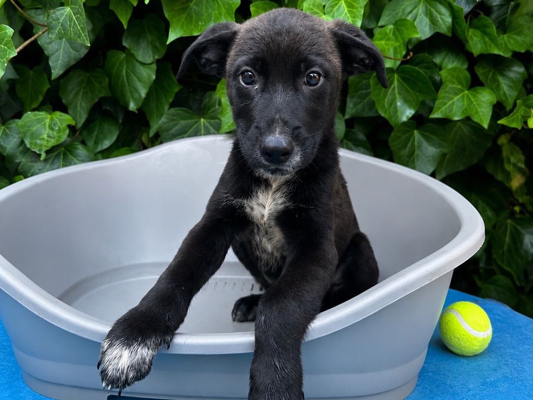 Adozione cane, maschio, Razza sconosciuta Razza sconosciuta, 2 mesi, taglia media, Siracusa