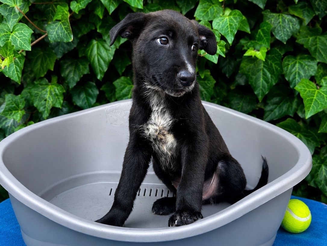 Adotta un cane, maschio, 2 mesi, Siracusa