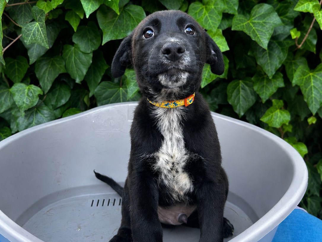 Adotta un cane, taglia media, maschio, Siracusa