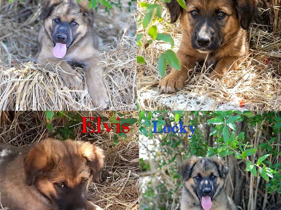 Adozione cane, maschio, Pastore tedesco Razza sconosciuta, 2 mesi, taglia grande, Milano