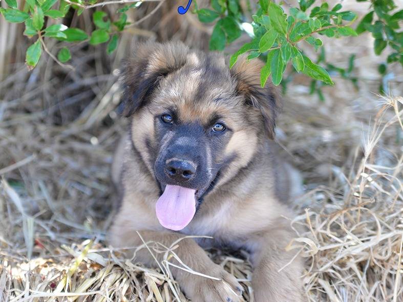 Adotta un cane, maschio, 2 mesi, Milano