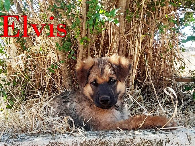 Adotta il cane Locky ed Elvis a Milano