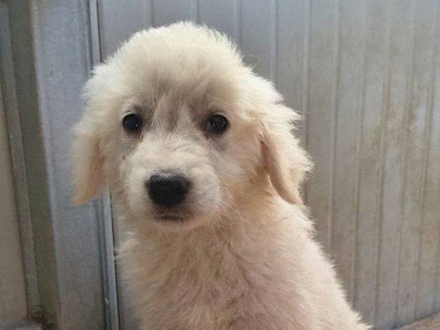 Adozione cane, maschio, Pastore maremmano Razza sconosciuta, 2 mesi, taglia grande, Crotone