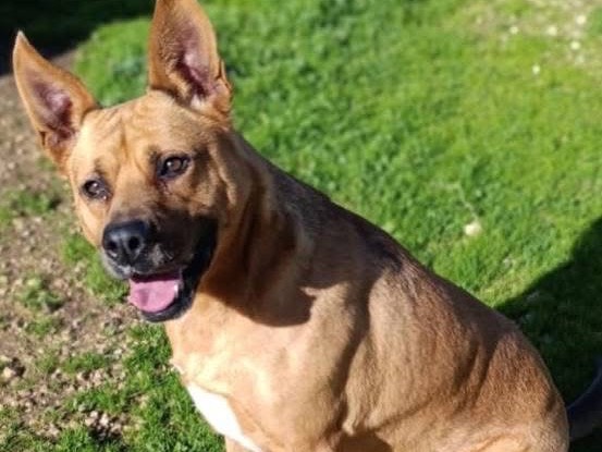 Adozione cane, femmina, Pitbull Razza sconosciuta, 3 anni, taglia grande, Bari