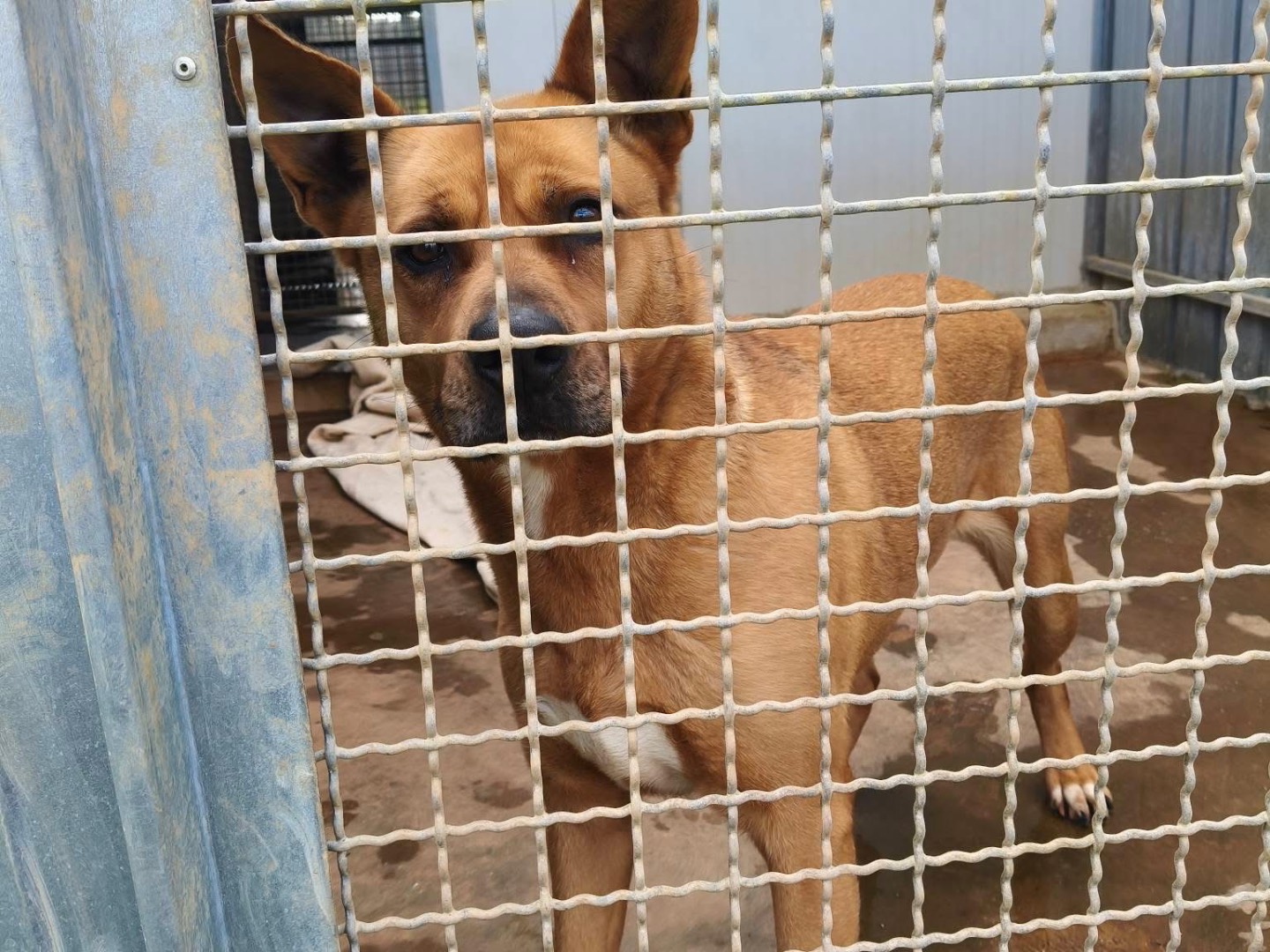 Adotta un cane, femmina, 3 anni, Bari