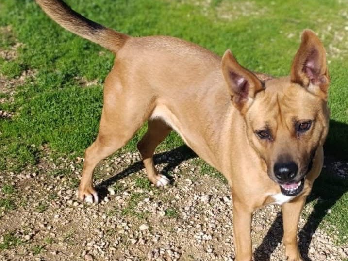 Adotta un cane, taglia grande, femmina, Bari