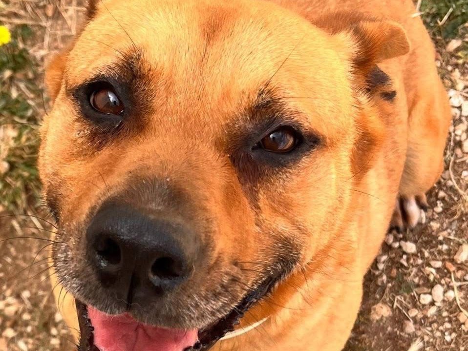 Vuoi adottare un cane a Bari?