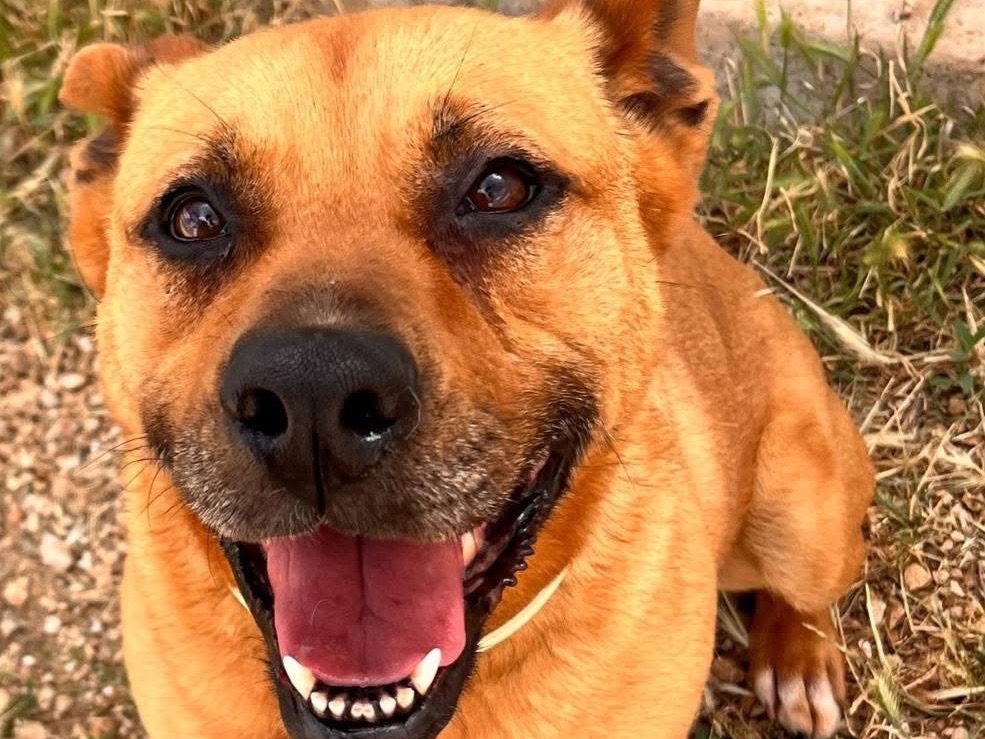 Adotta il cane Lorenza a Bari