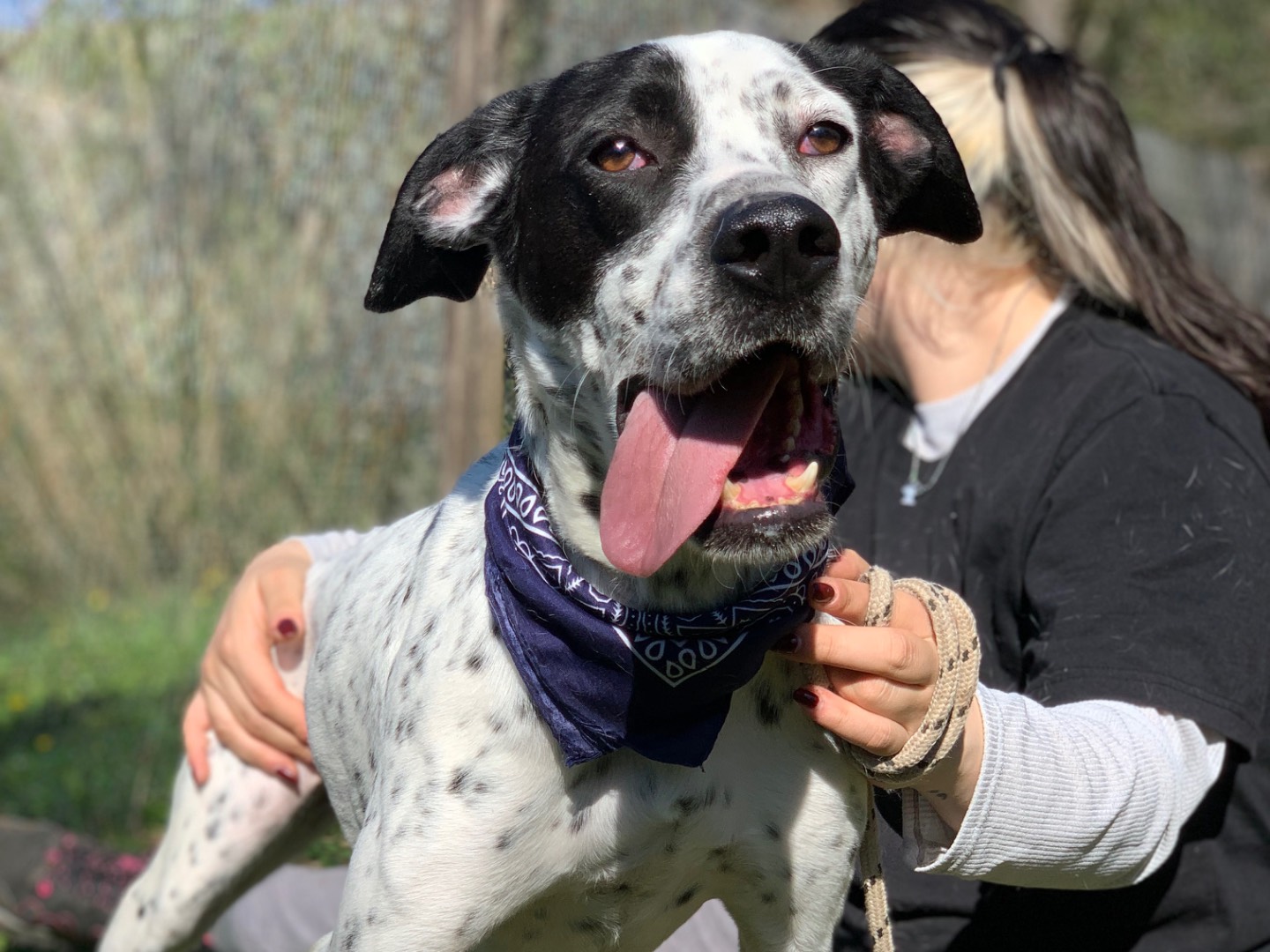 Adozione cane, maschio, Razza sconosciuta Razza sconosciuta, 1 anno e 6 mesi, taglia media, Latina