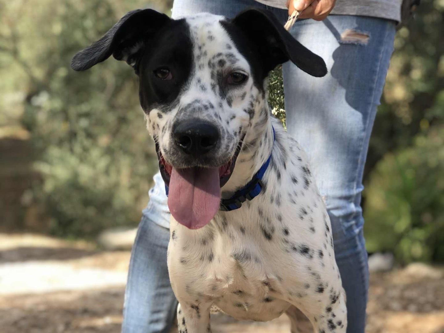 Adotta un cane, maschio, 1 anno e 6 mesi, Latina