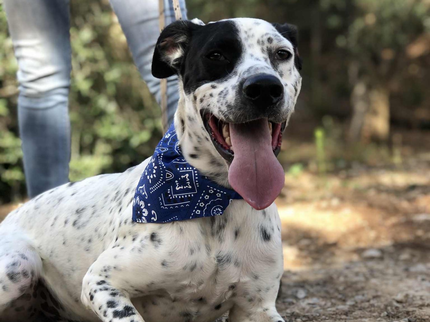 Adotta un cane, taglia media, maschio, Latina