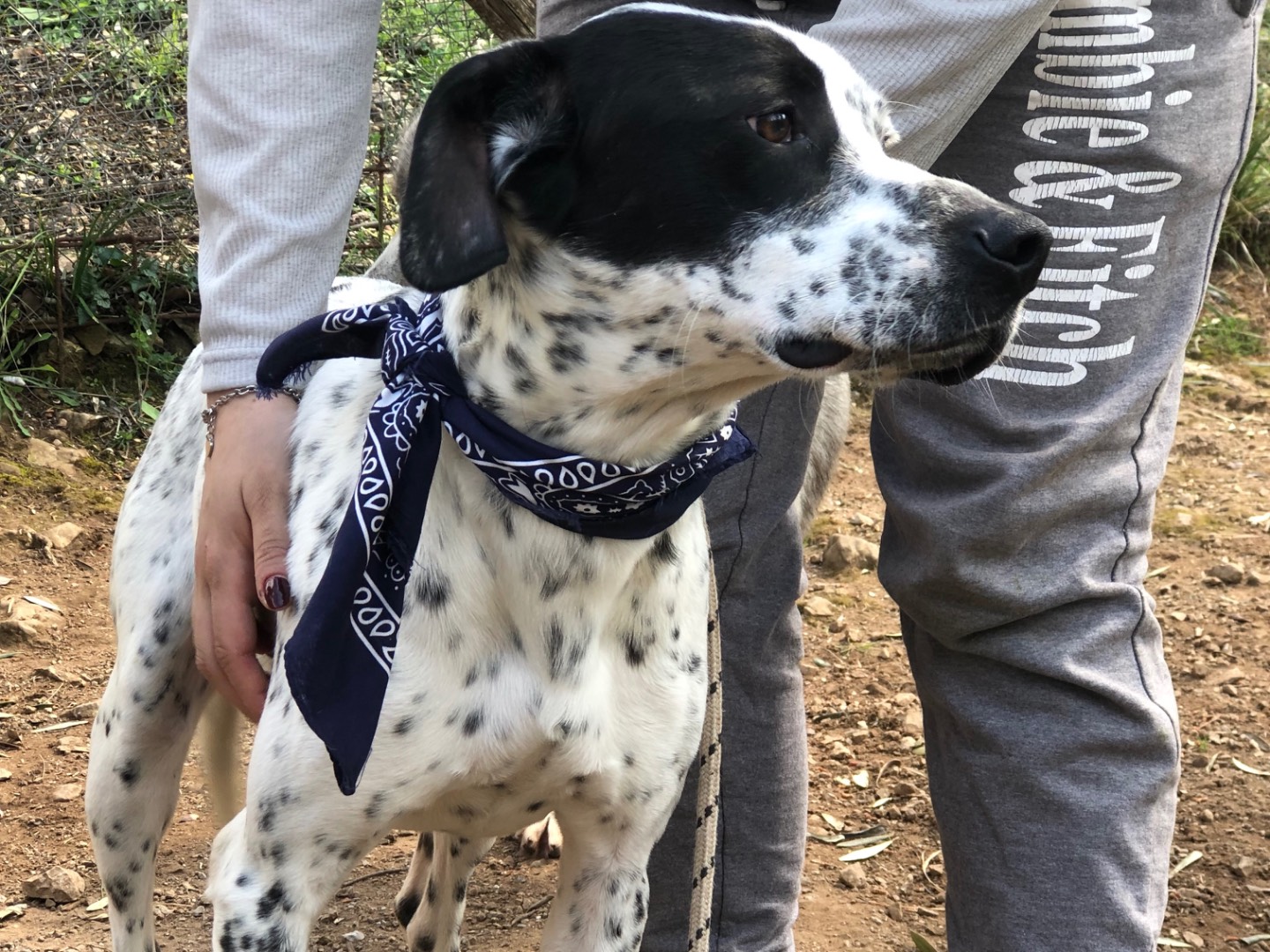 Adotta il cane Ken a Latina