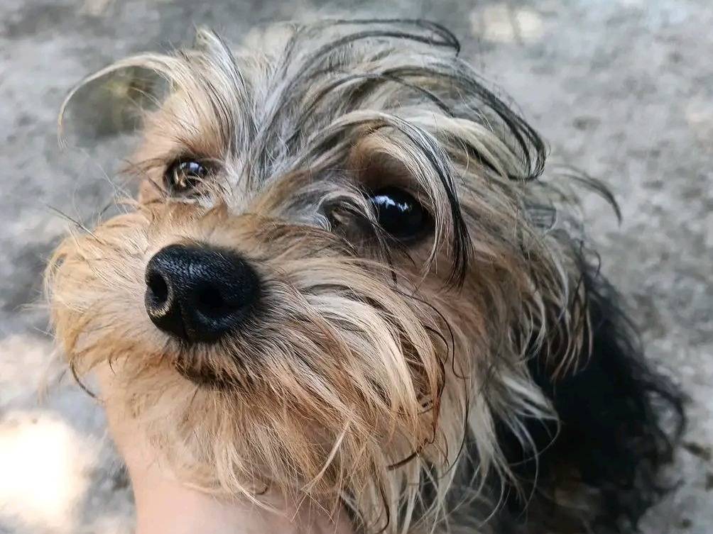 Adozione cane, maschio, Yorkshire Terrier Razza sconosciuta, 1 anno, taglia piccola, Cremona