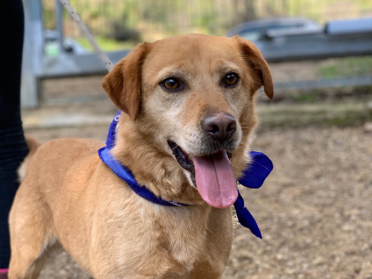 Adozione cane, maschio, Razza sconosciuta Razza sconosciuta, 5 anni e 1 mese, taglia media, Latina