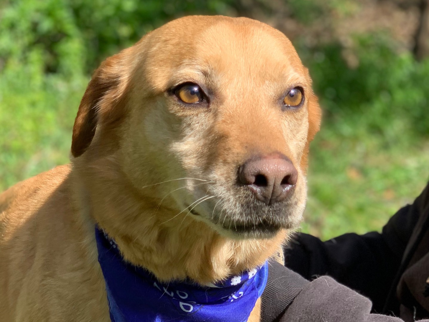 Adotta un cane, maschio, 5 anni e 1 mese, Latina