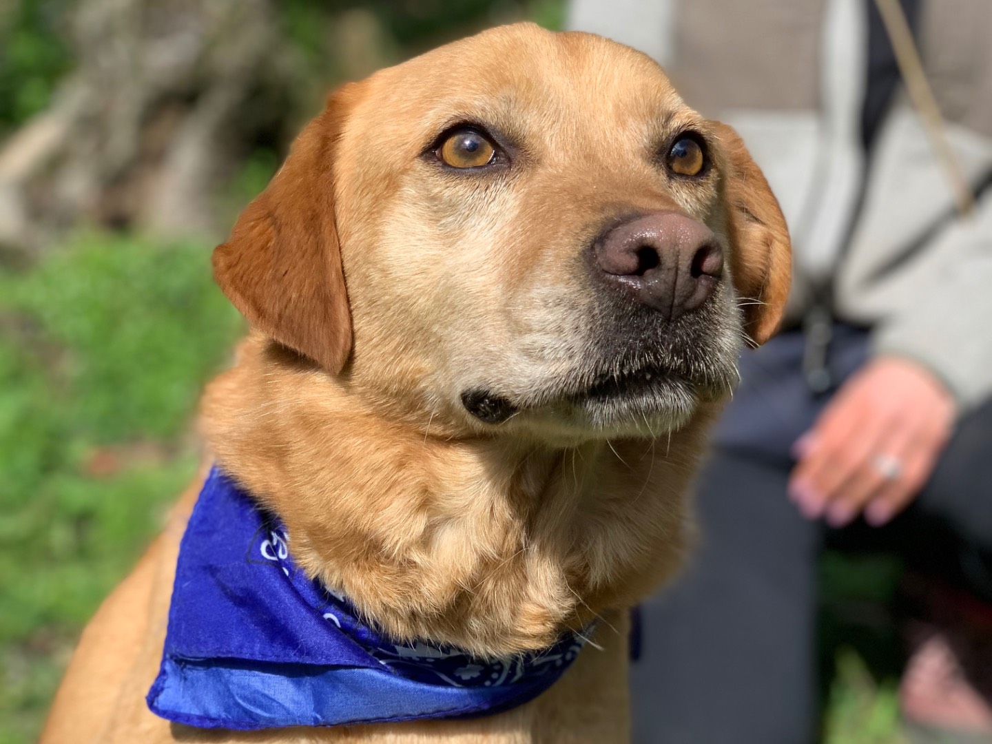Adotta un cane, taglia media, maschio, Latina