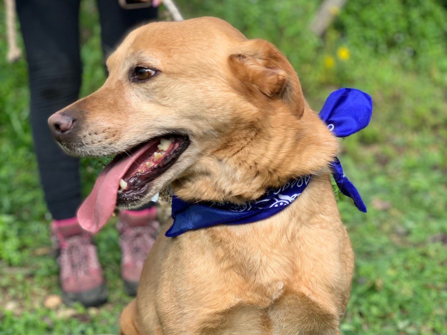 Adotta il cane Leopold  a Latina