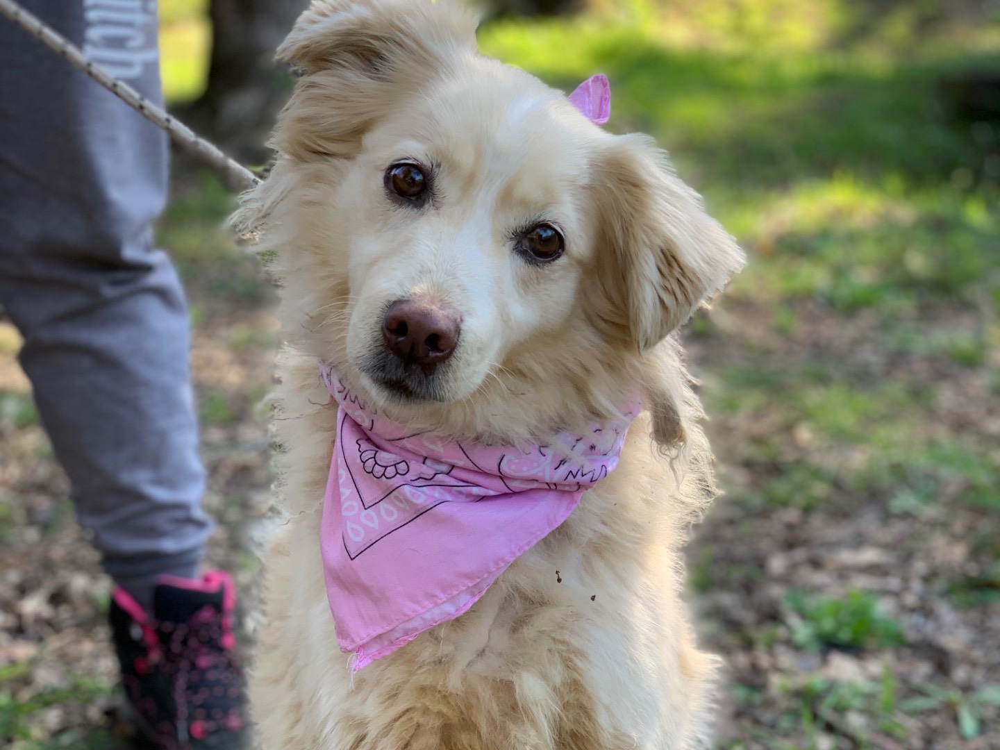 Adotta un cane, femmina, 5 anni e 7 mesi, Latina