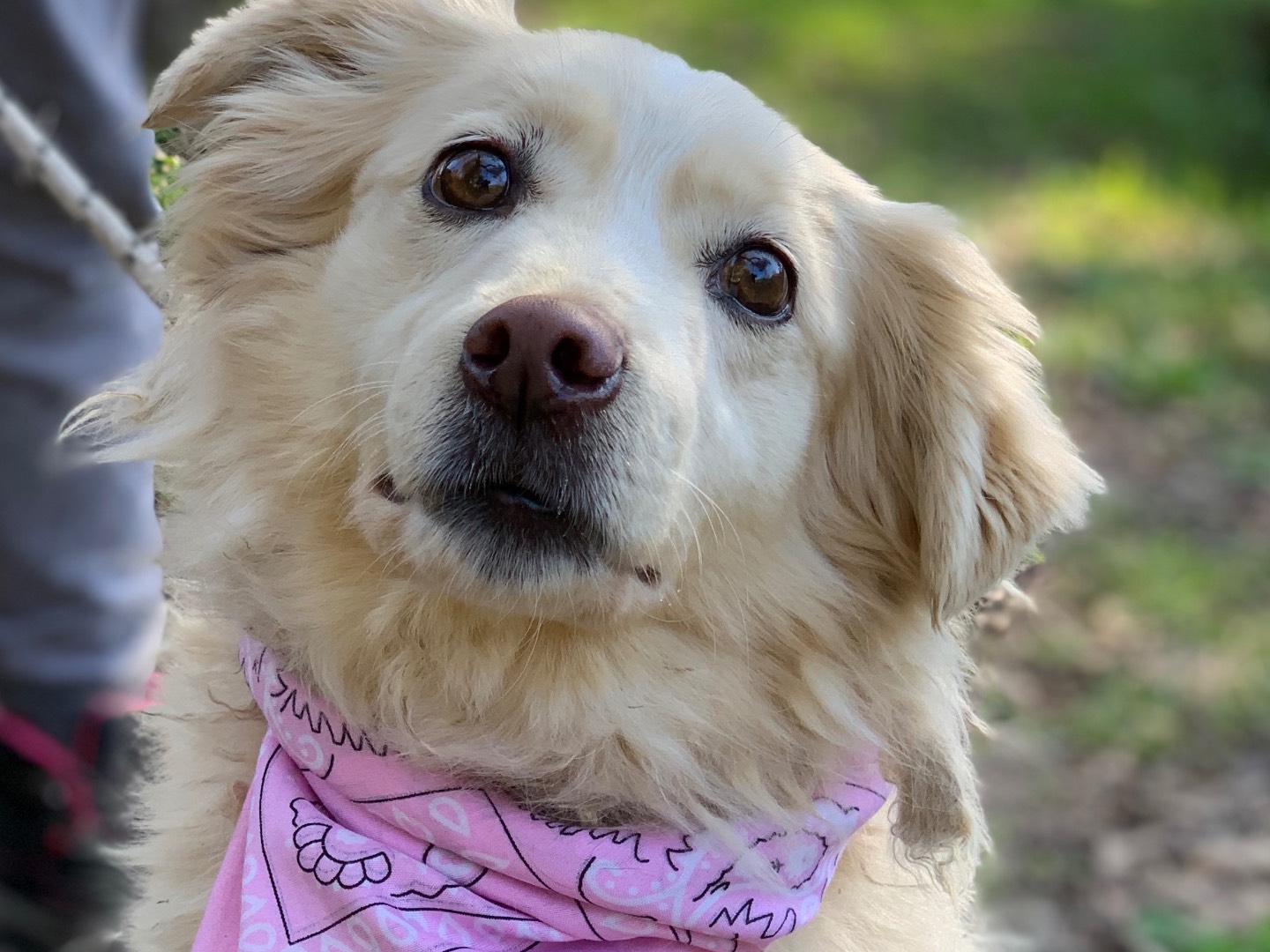 Adotta un cane, taglia media contenuta, femmina, Latina