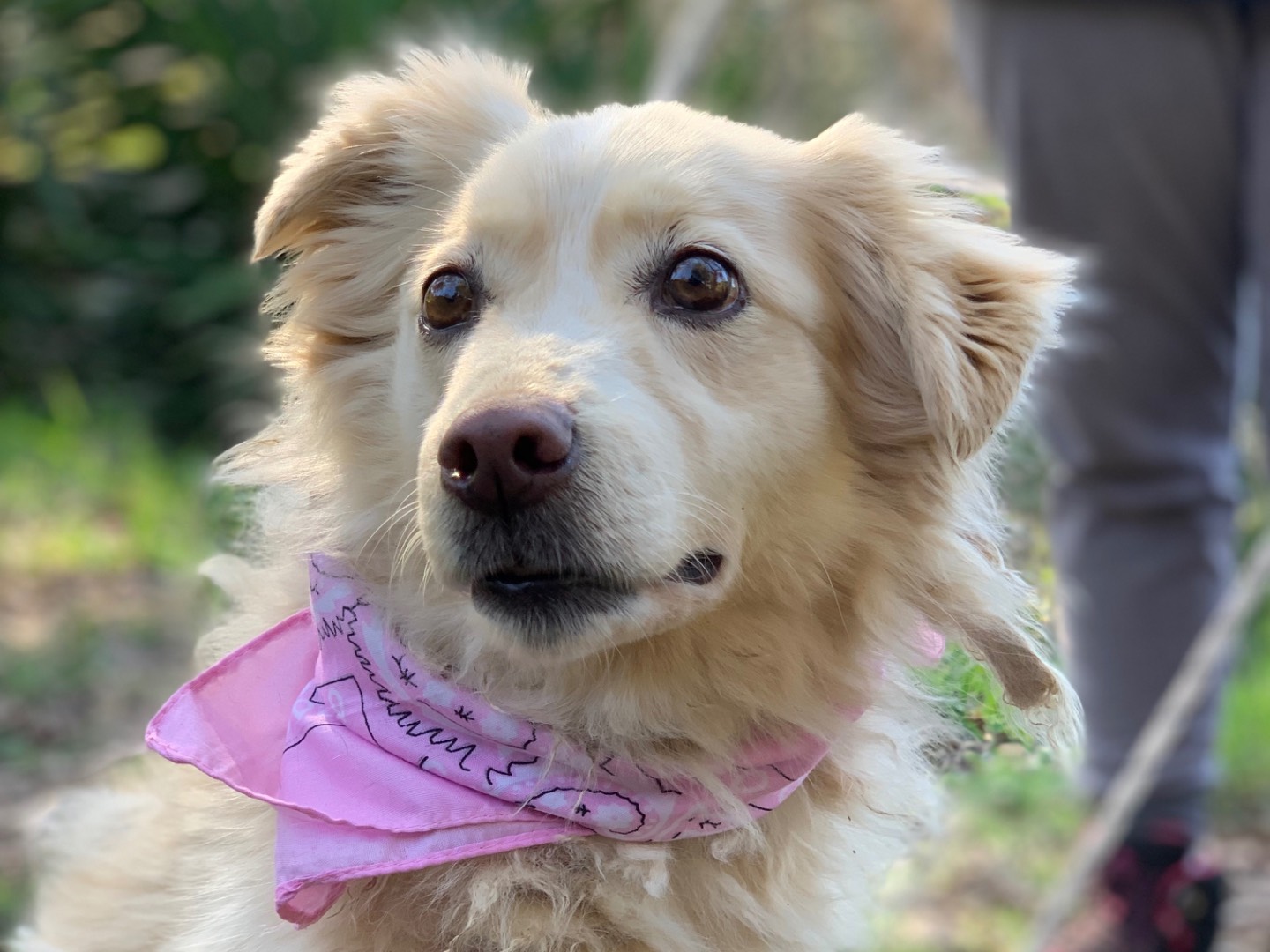 Vuoi adottare un cane a Latina?
