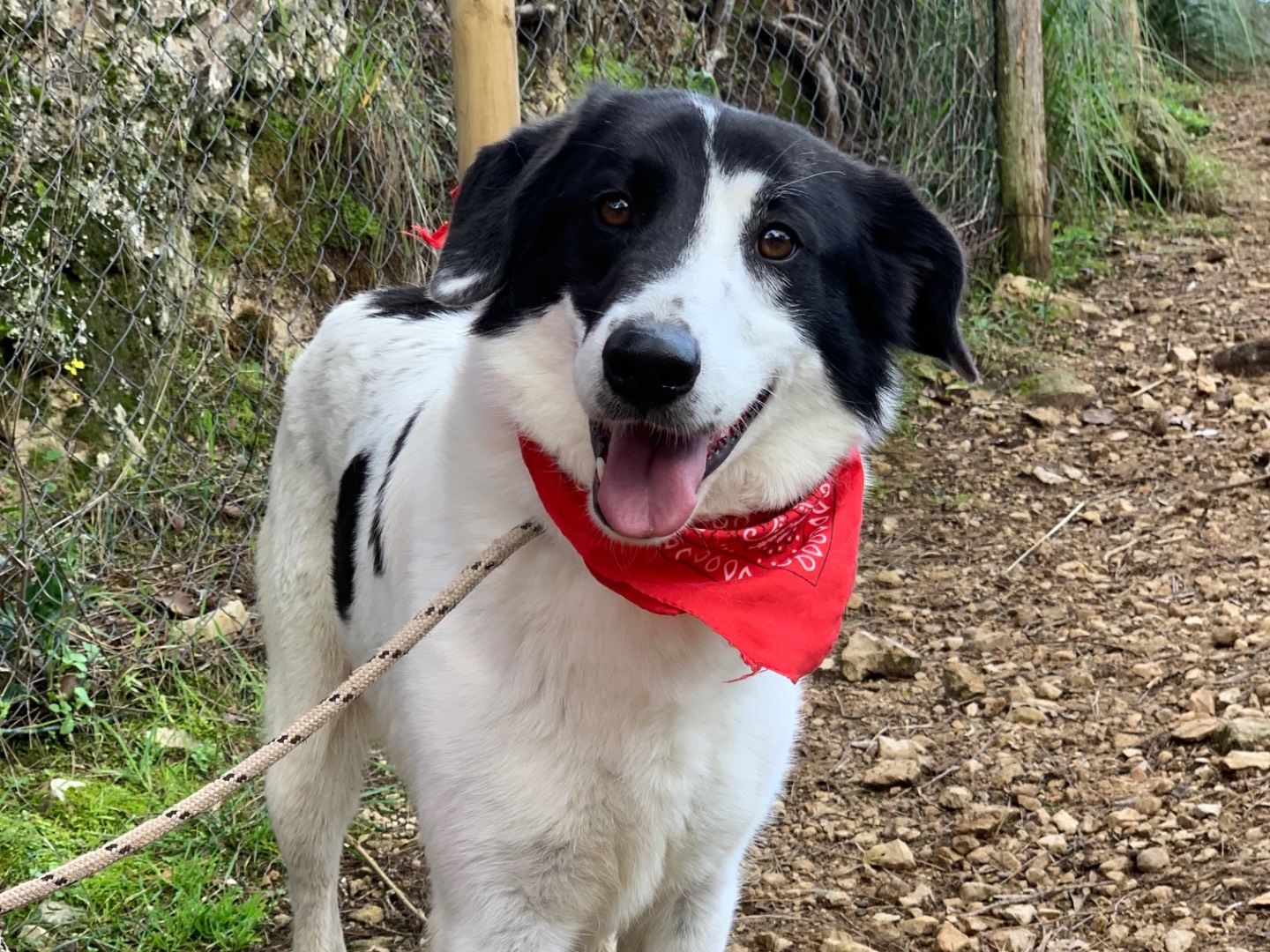 Adotta un cane, maschio, 3 anni e 7 mesi, Latina