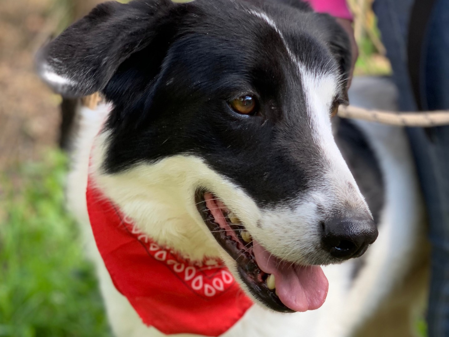 Adotta un cane, taglia grande, maschio, Latina