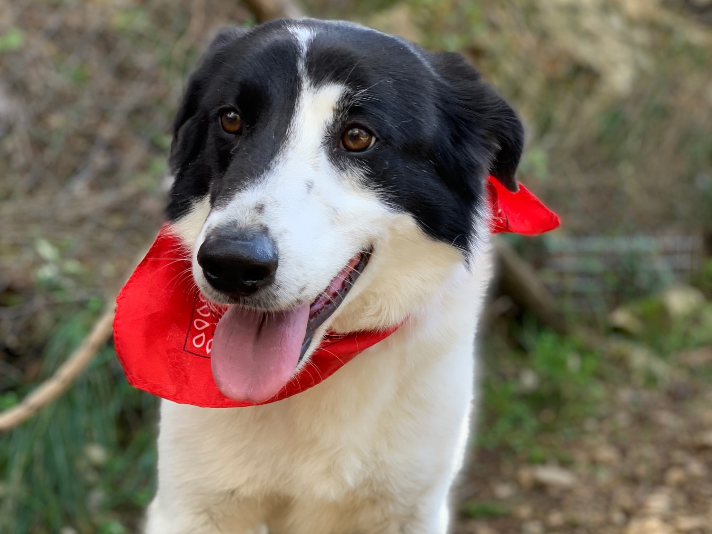 Vuoi adottare un cane a Latina?