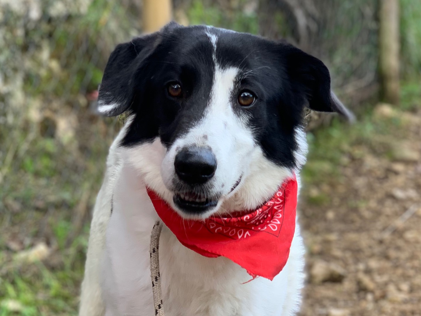 Adozione cane, maschio, Razza sconosciuta Razza sconosciuta, 3 anni e 7 mesi, taglia grande, Latina