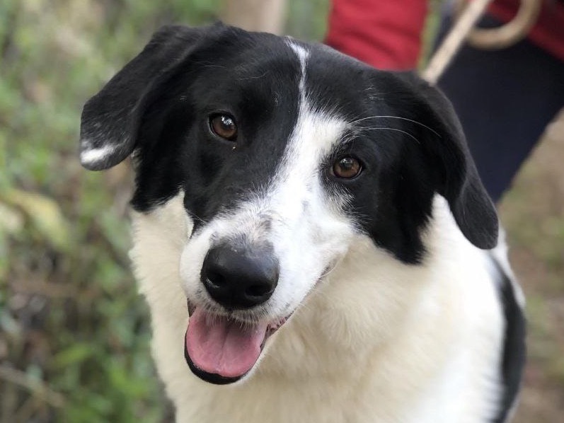 Adotta il cane Macchia a Latina