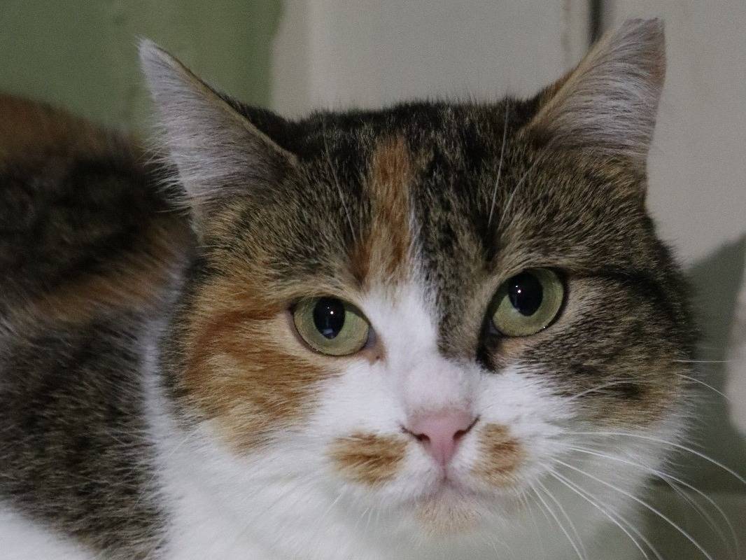 Adozione gatto, femmina, Razza sconosciuta Razza sconosciuta, 2 anni e 5 mesi, taglia non valida, Torino