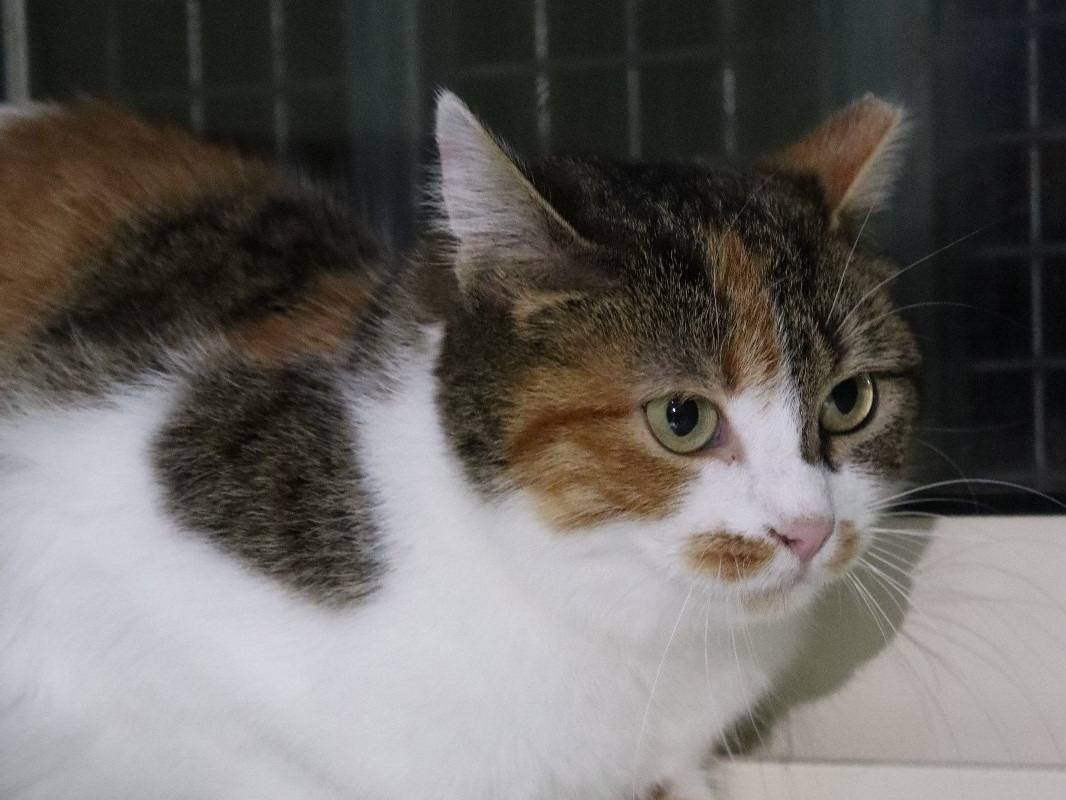 Adotta un gatto, taglia non valida, femmina, Torino