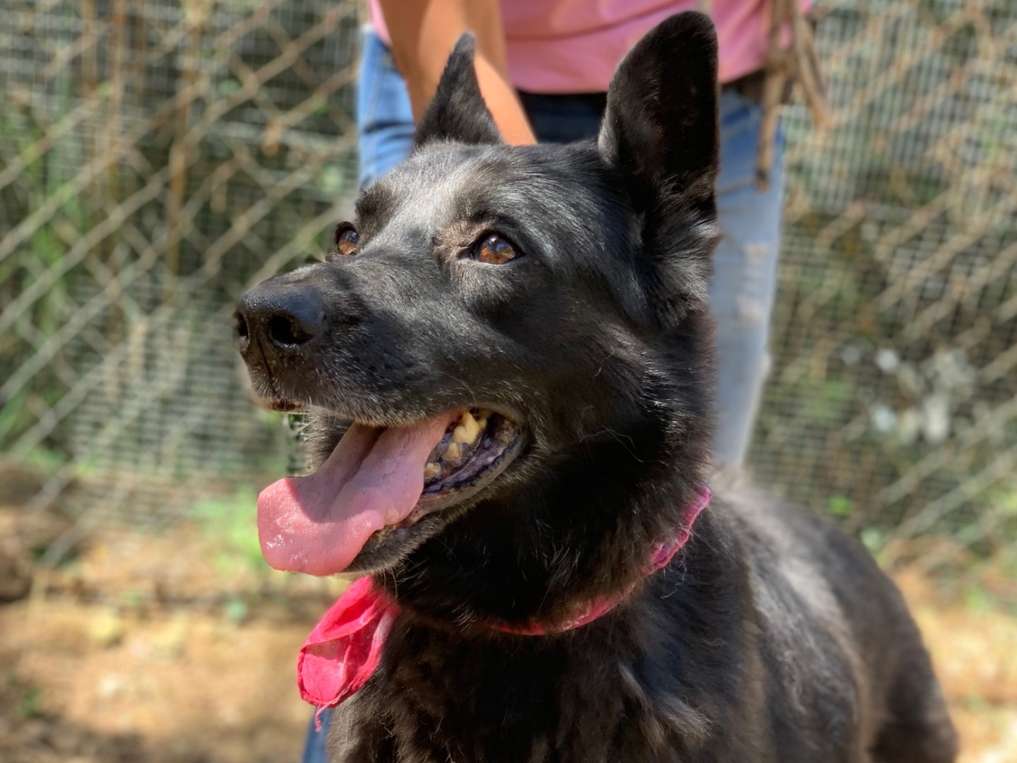 Adotta un cane, femmina, 10 anni e 2 mesi, Latina