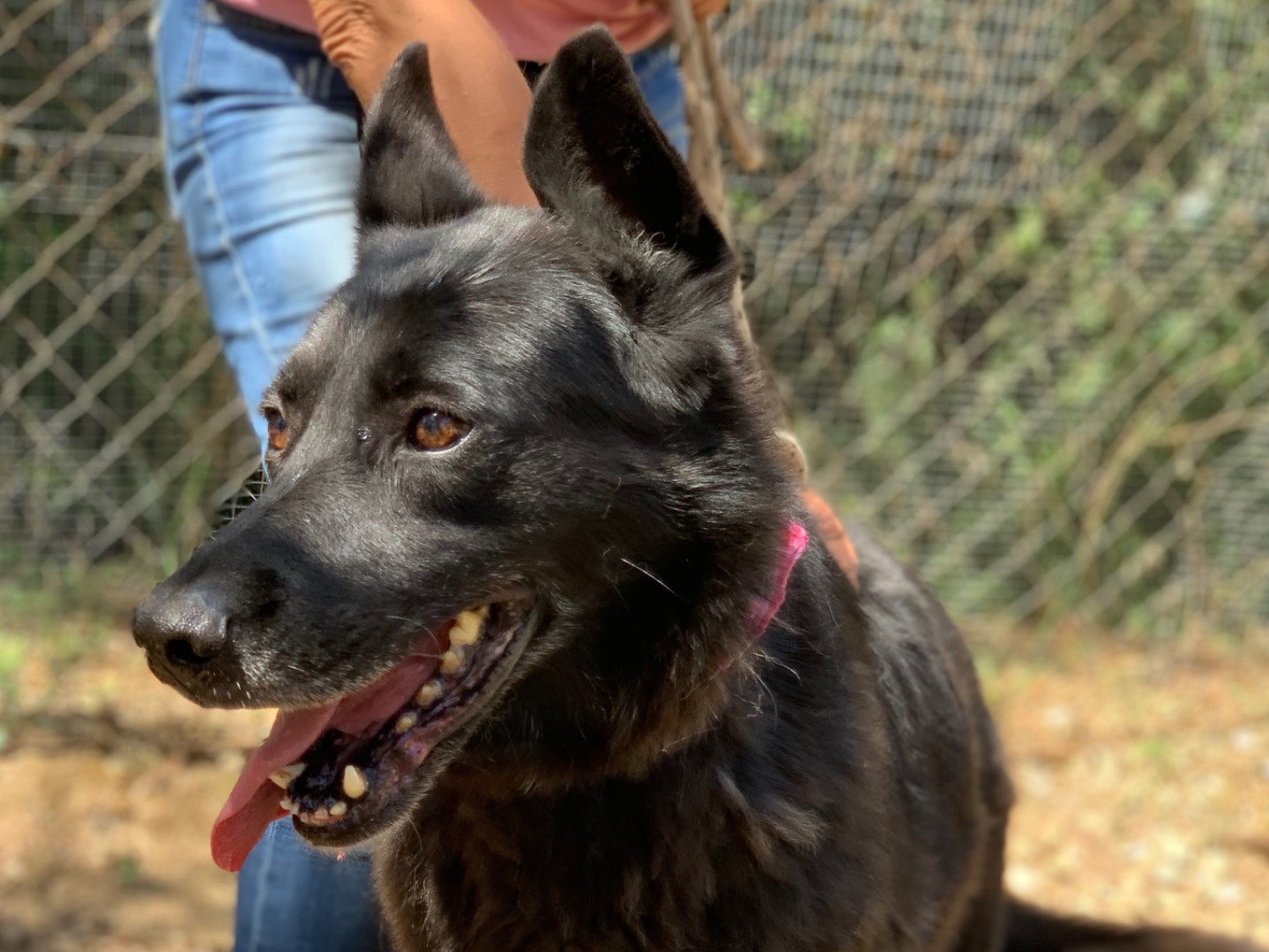 Adotta un cane, taglia media, femmina, Latina