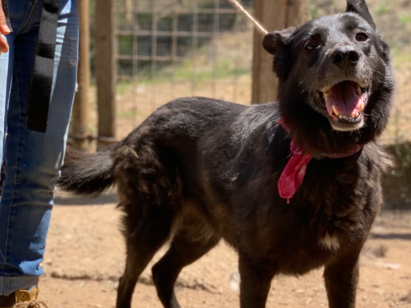 Adotta il cane Mandy  a Latina