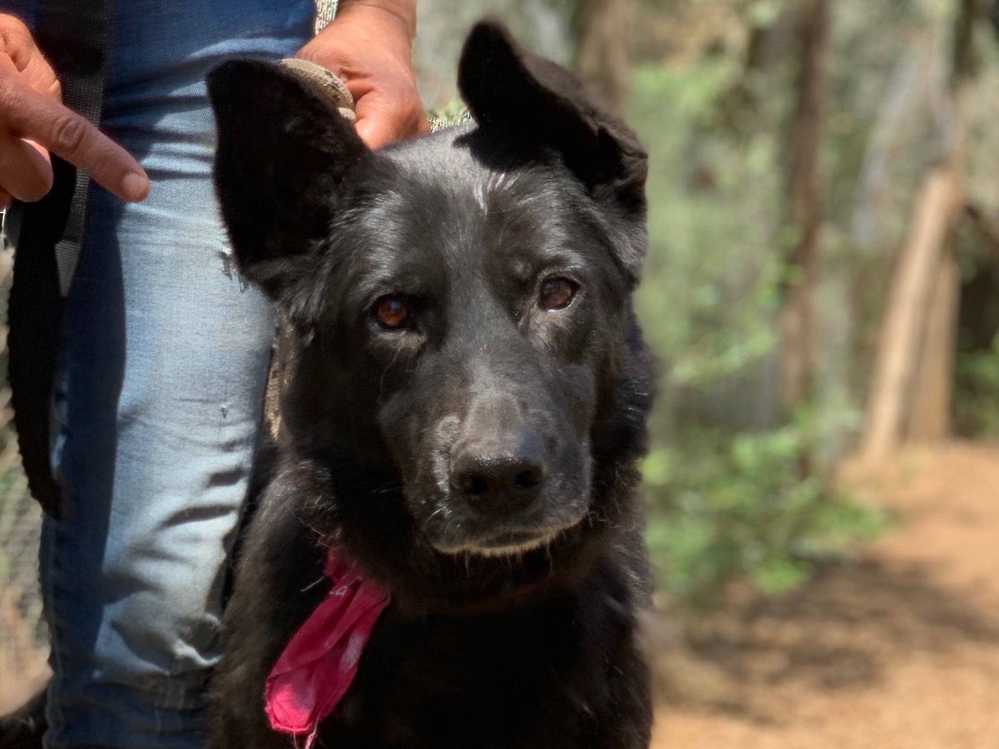 Adozione cane, femmina, Razza sconosciuta Razza sconosciuta, 10 anni e 2 mesi, taglia media, Latina