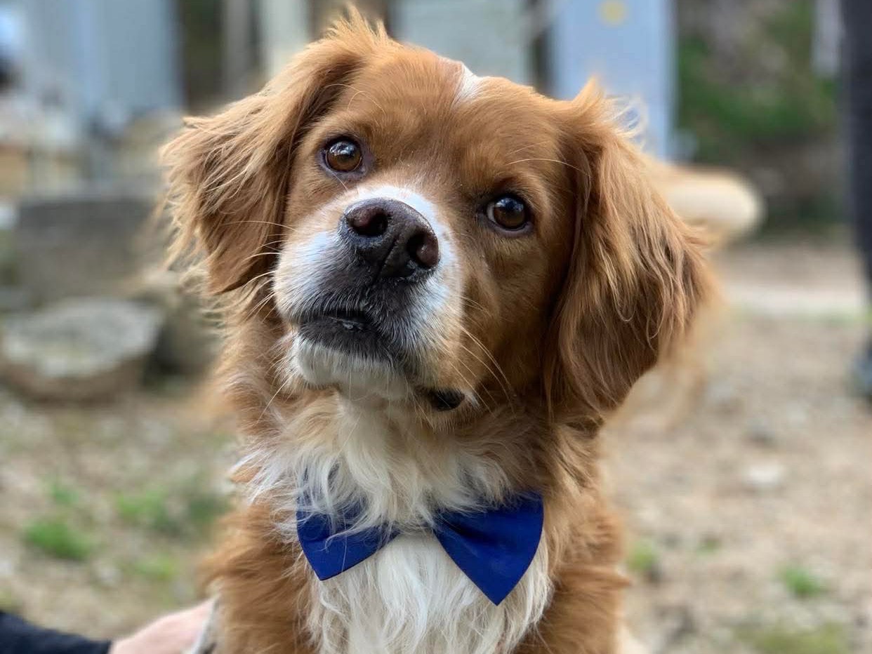 Adozione cane, maschio, Razza sconosciuta Razza sconosciuta, 4 anni e 7 mesi, taglia media, Latina
