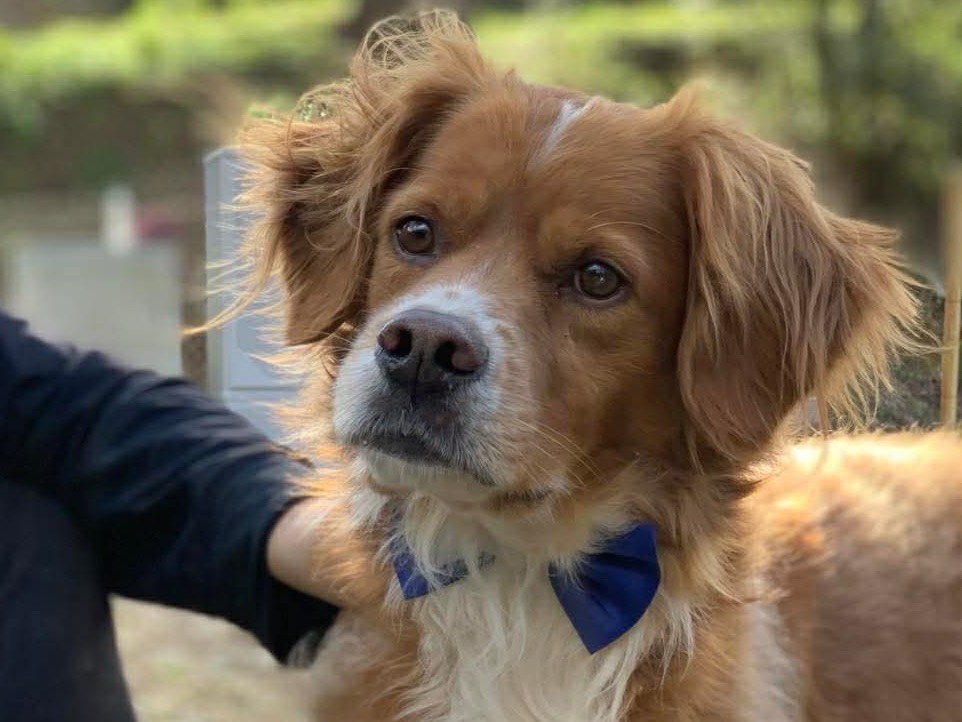 Adotta un cane, maschio, 4 anni e 7 mesi, Latina