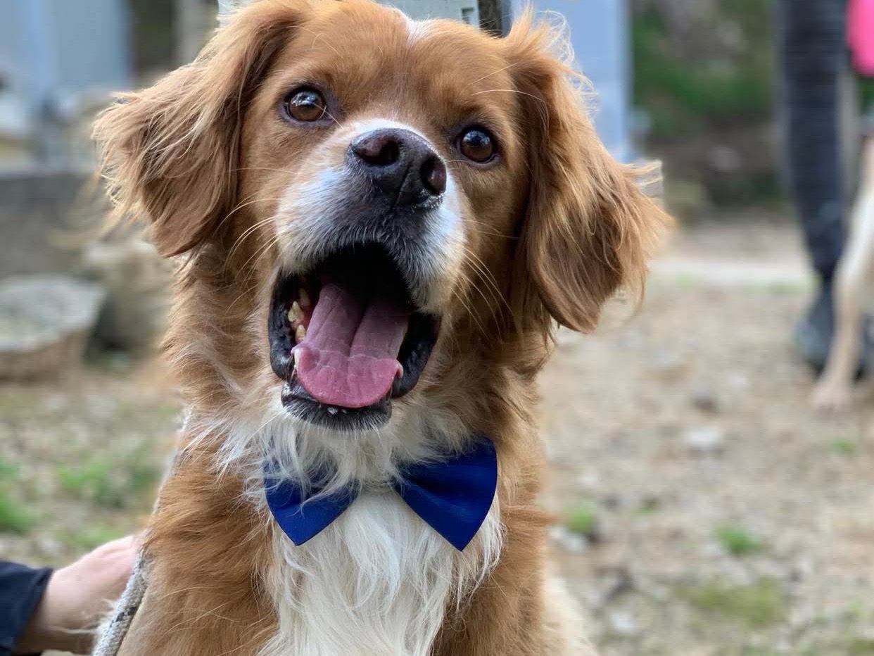Adotta un cane, taglia media, maschio, Latina