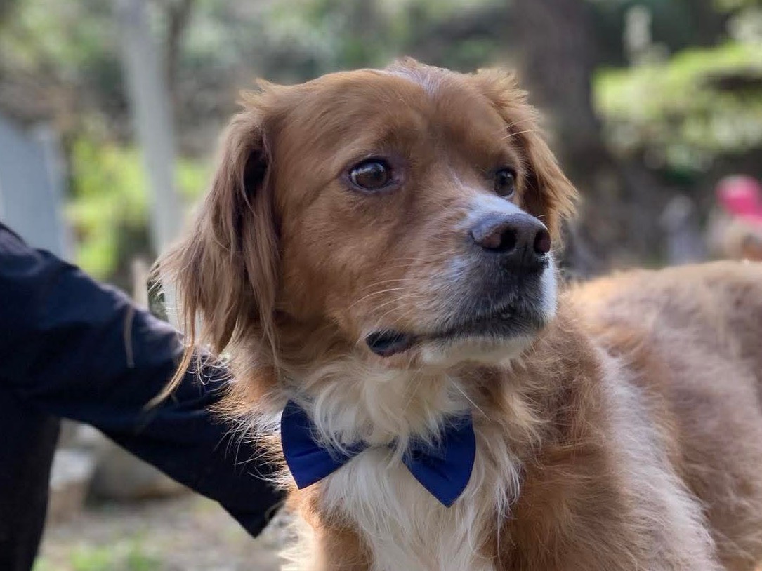 Vuoi adottare un cane a Latina?