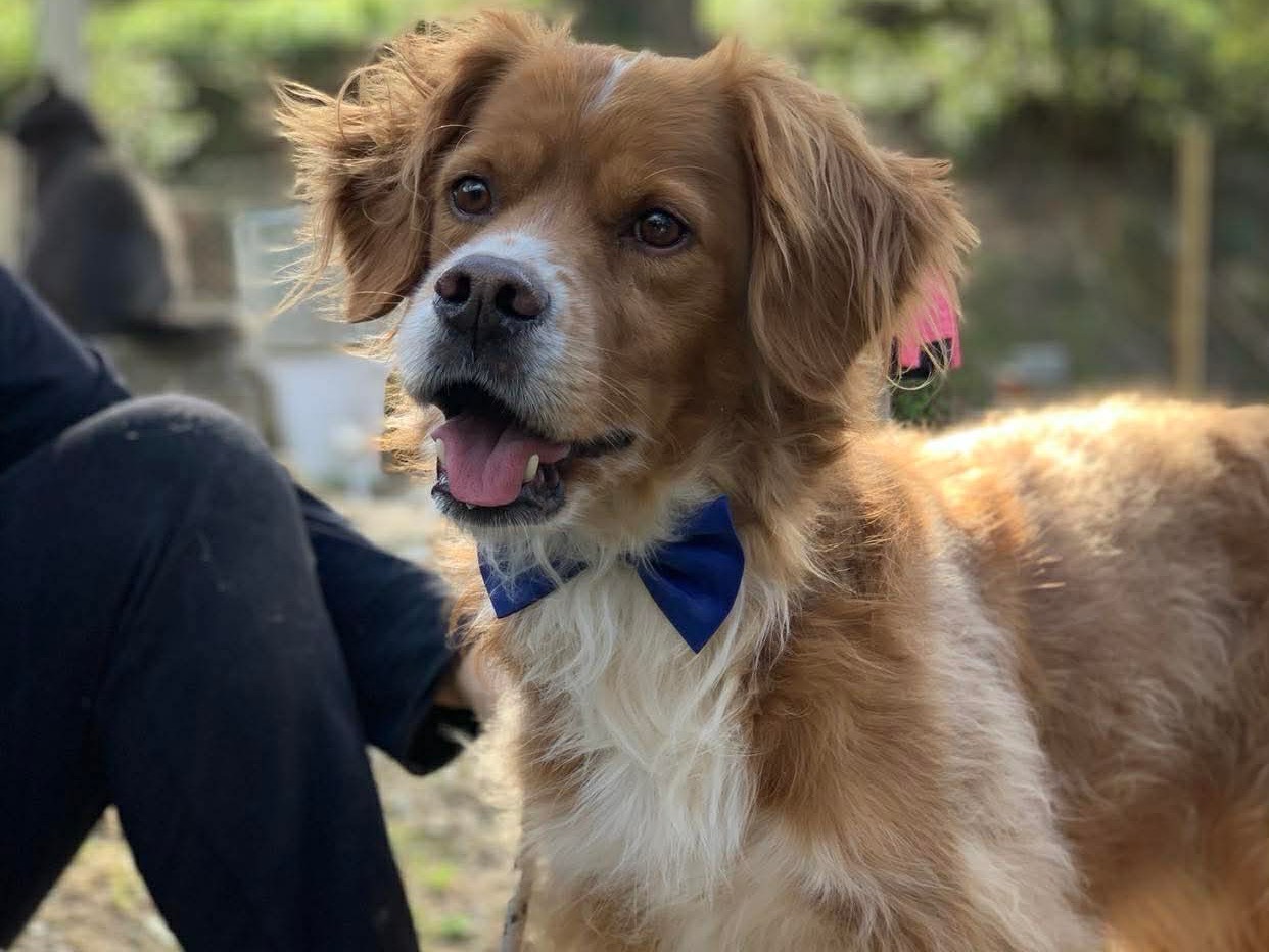 Adotta il cane Marley  a Latina