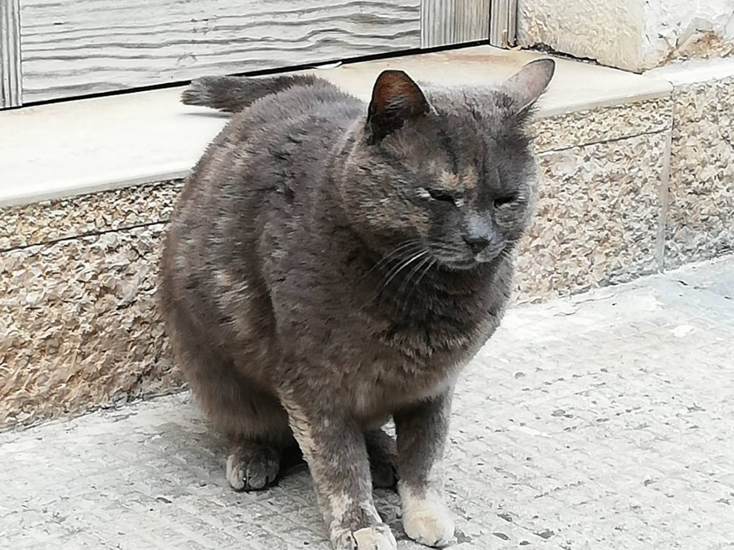 Adotta un gatto, femmina, 3 anni e 5 mesi, Genova